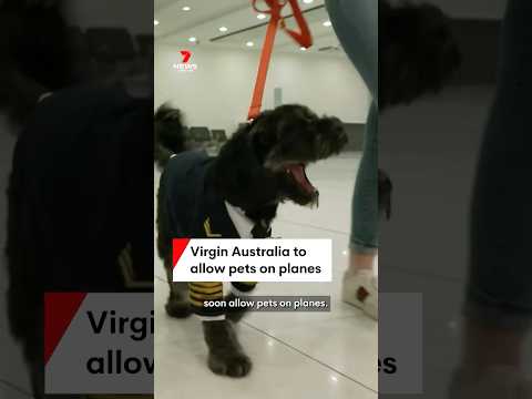 Virgin Australia to allow pets on selected flights