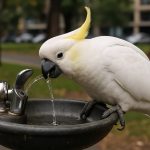 Cockatoos Crack the Code: Clever Birds Master Sydney’s Drinking Fountains in Urban Survival Twist